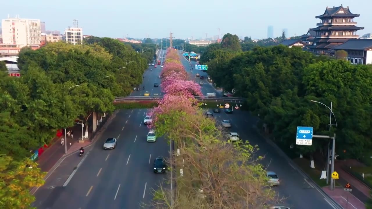 广州海珠大塘异木棉视频素材画面2