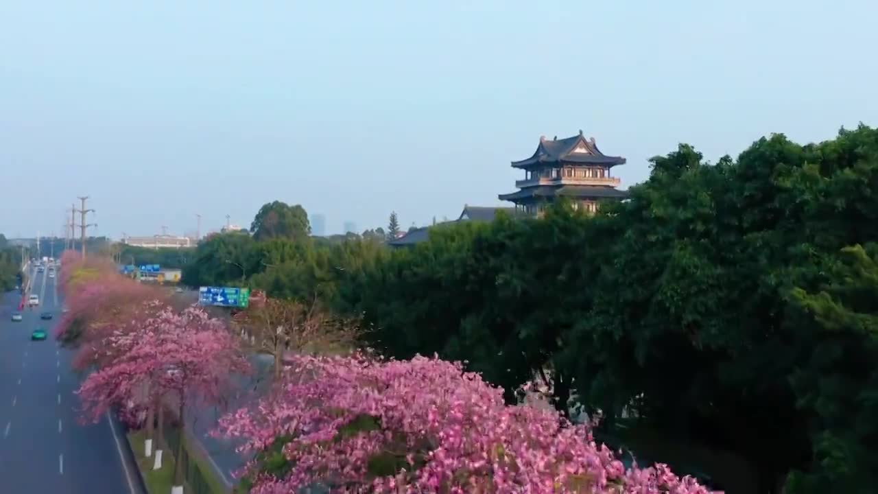 广州海珠大塘异木棉视频素材画面1