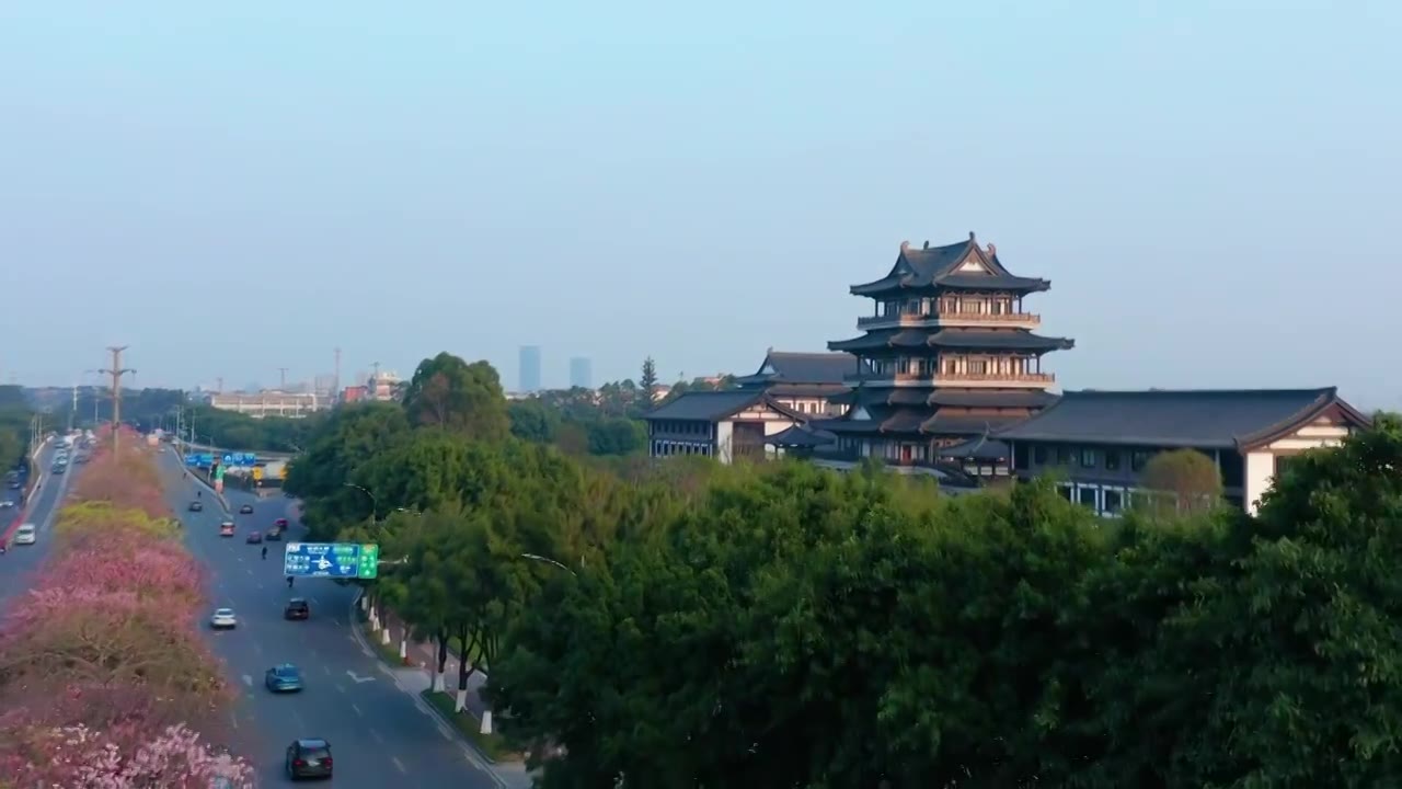广州海珠大塘异木棉视频素材画面2