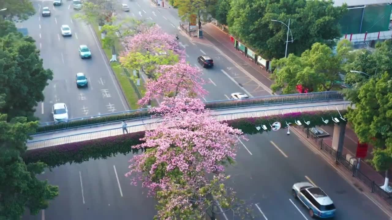 广州海珠大塘异木棉视频素材画面1