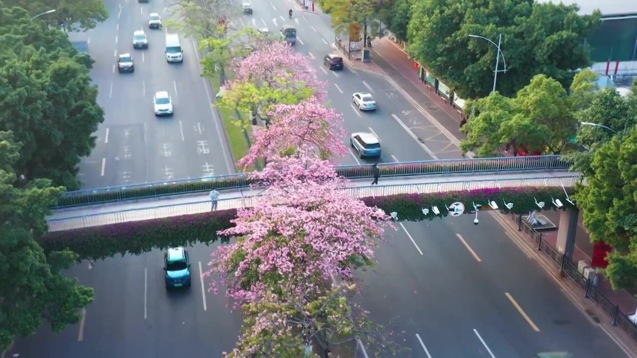 广州海珠大塘异木棉视频素材画面2