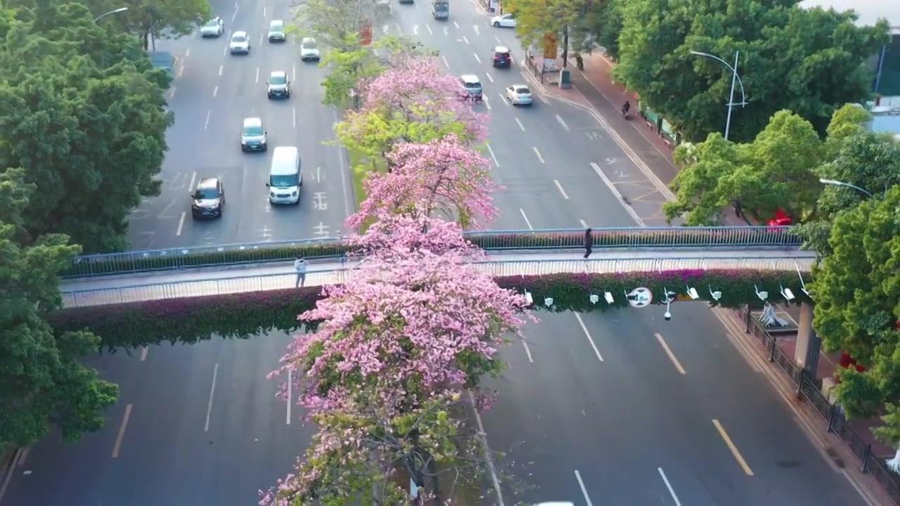 广州海珠大塘异木棉视频素材画面3