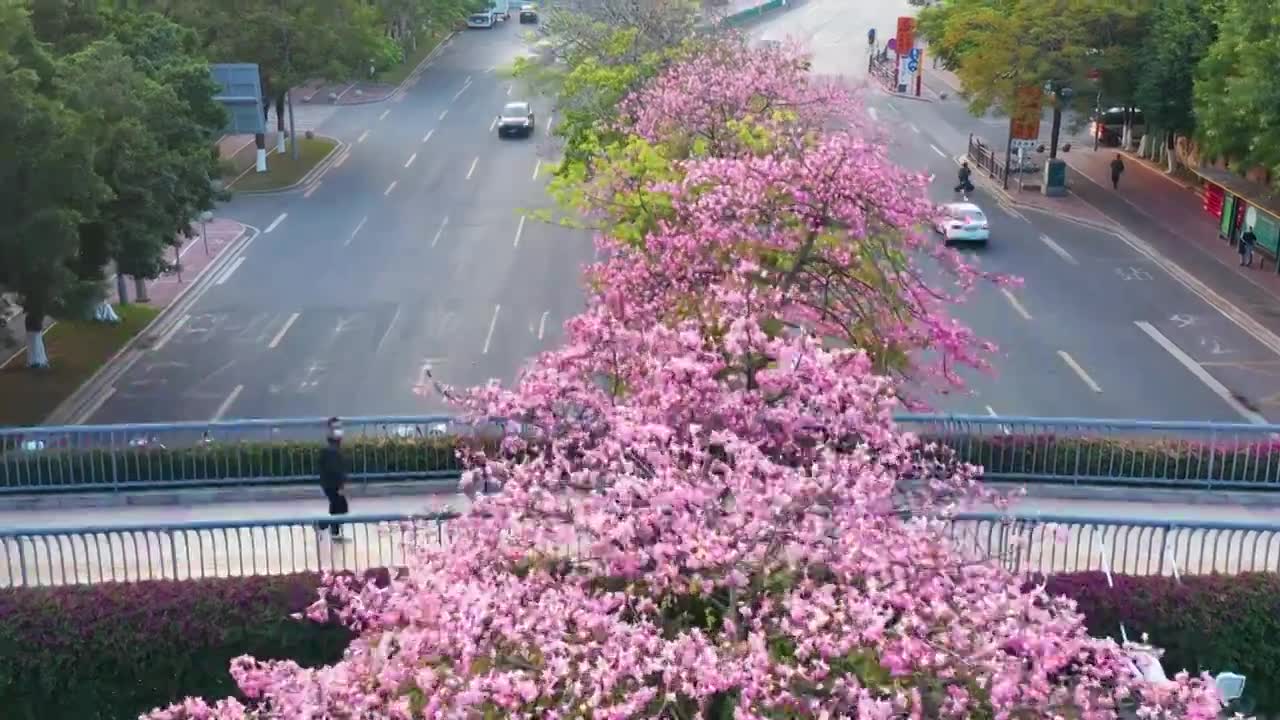 广州海珠大塘异木棉视频素材画面1
