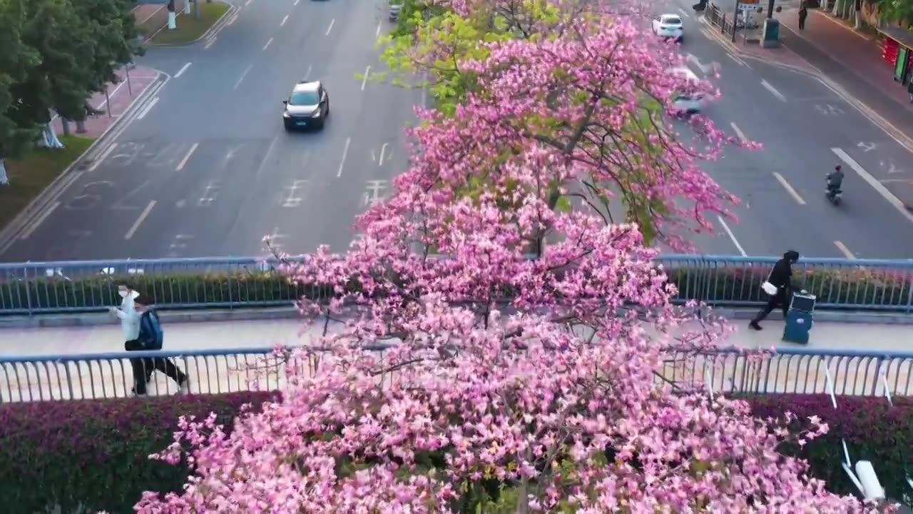 广州海珠大塘异木棉视频素材画面2