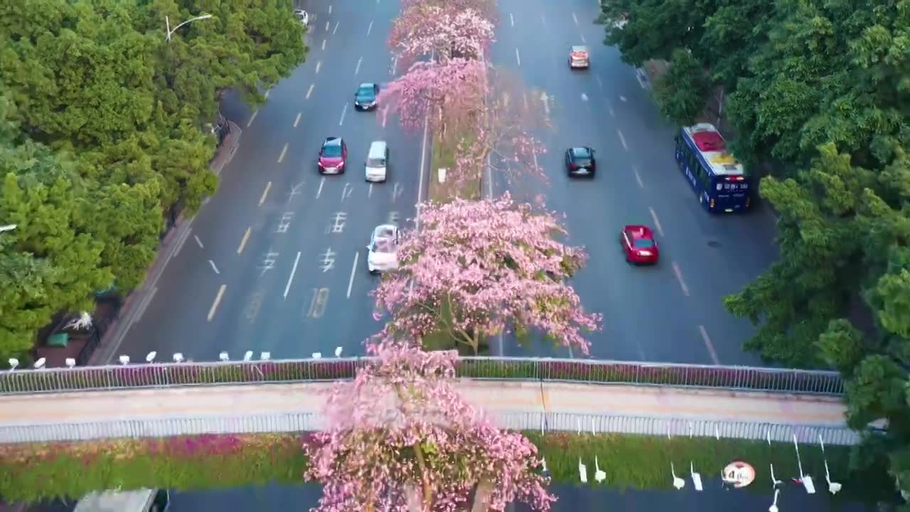 广州海珠大塘异木棉视频素材画面1