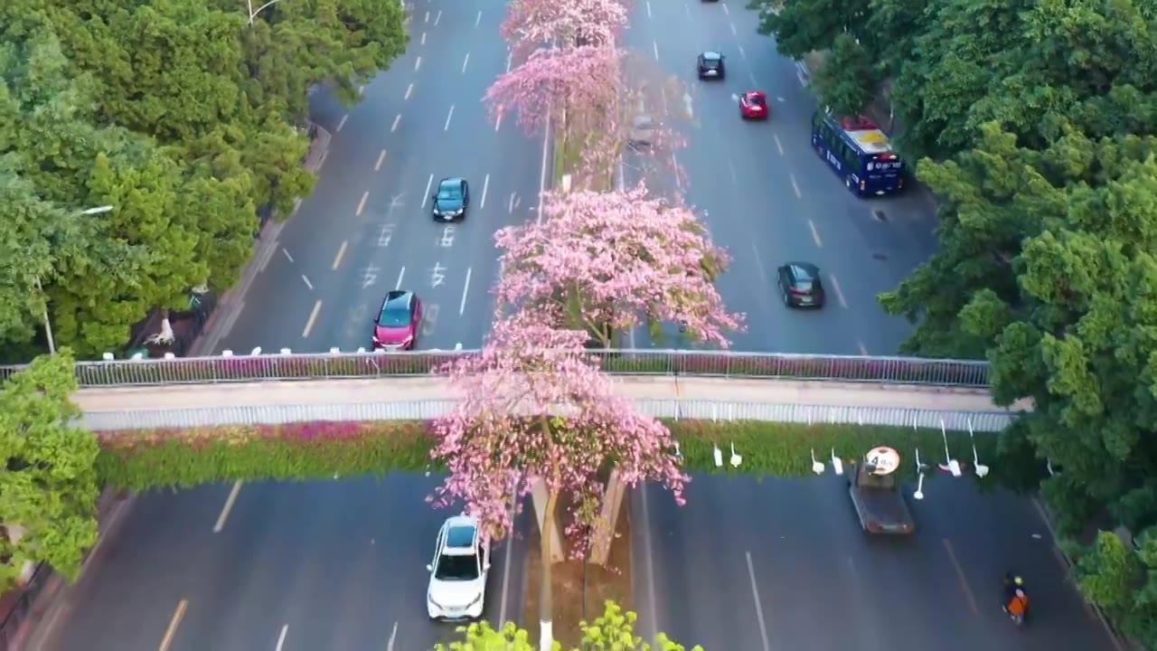 广州海珠大塘异木棉视频素材画面2