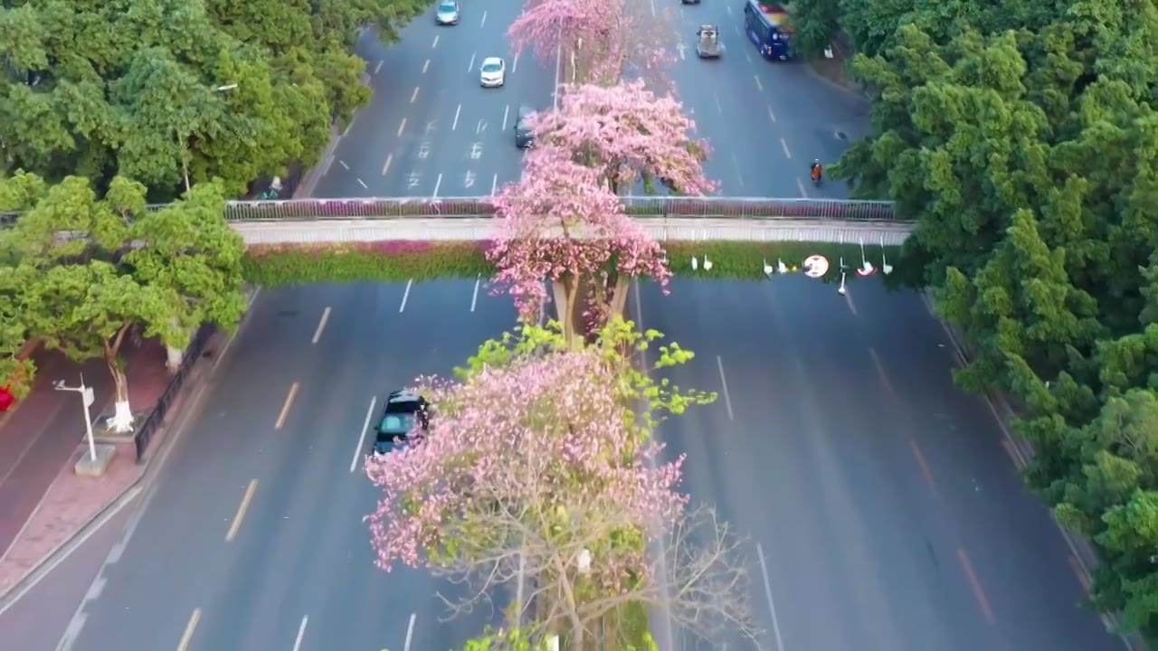 广州海珠大塘异木棉视频素材画面4