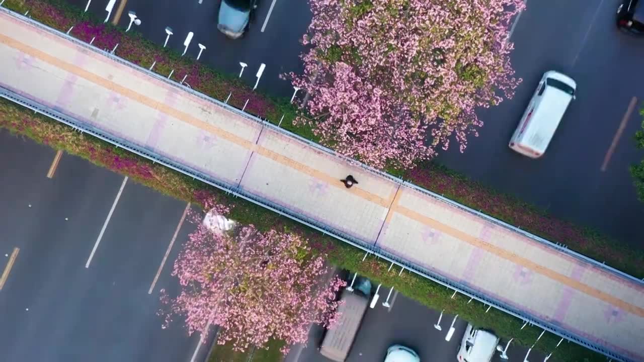 广州海珠大塘异木棉视频素材画面1