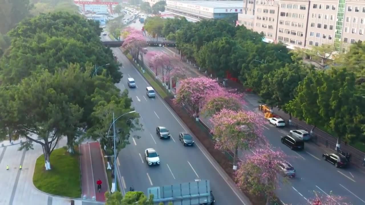 广州海珠大塘异木棉视频素材画面1