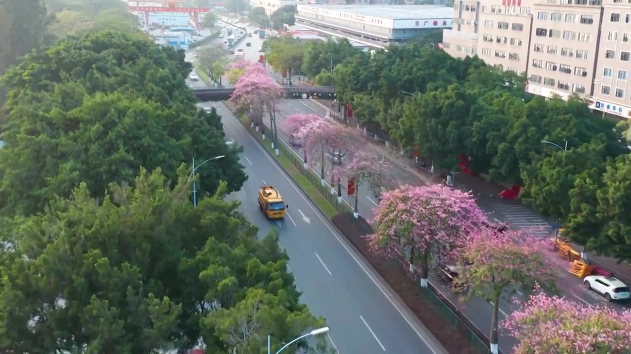 广州海珠大塘异木棉视频素材画面2