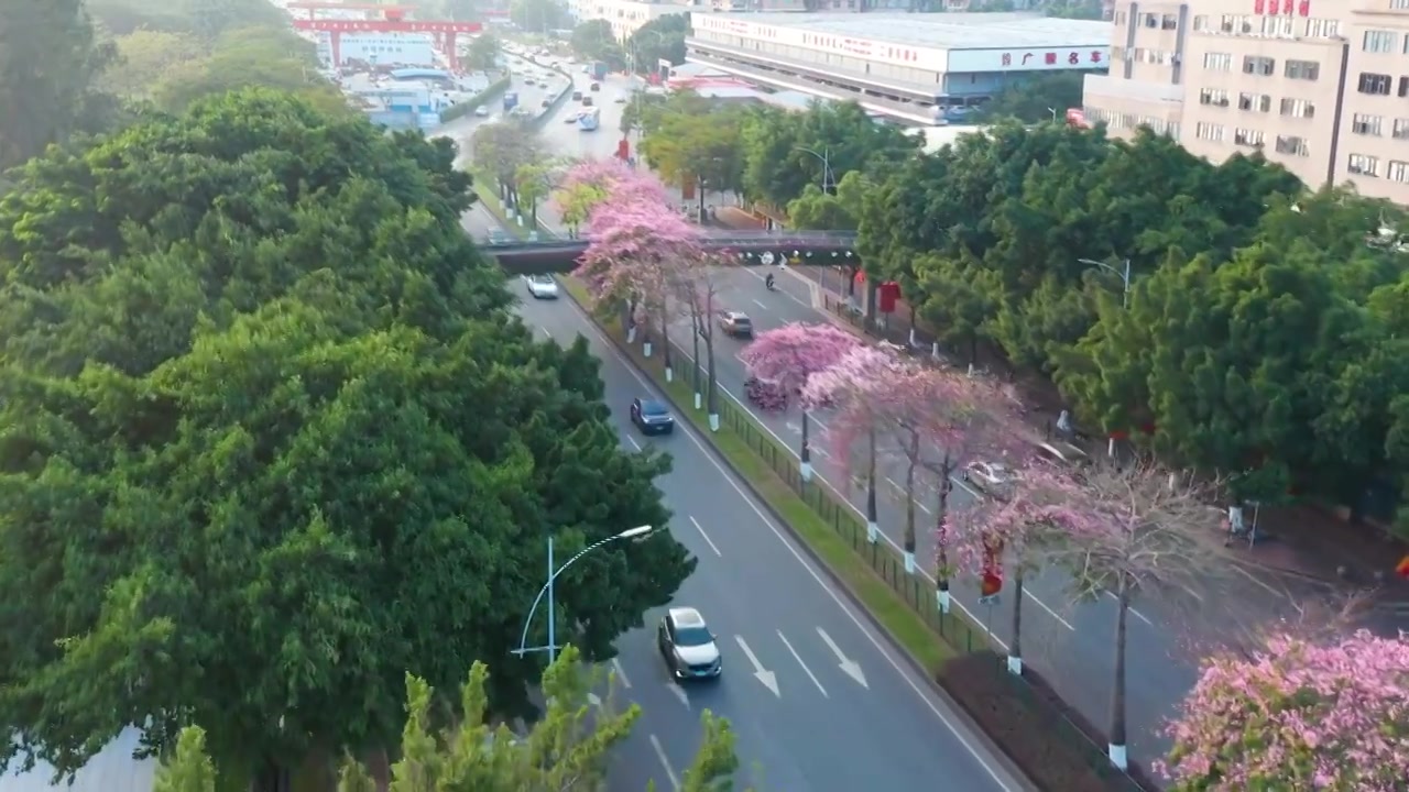 广州海珠大塘异木棉视频素材画面3