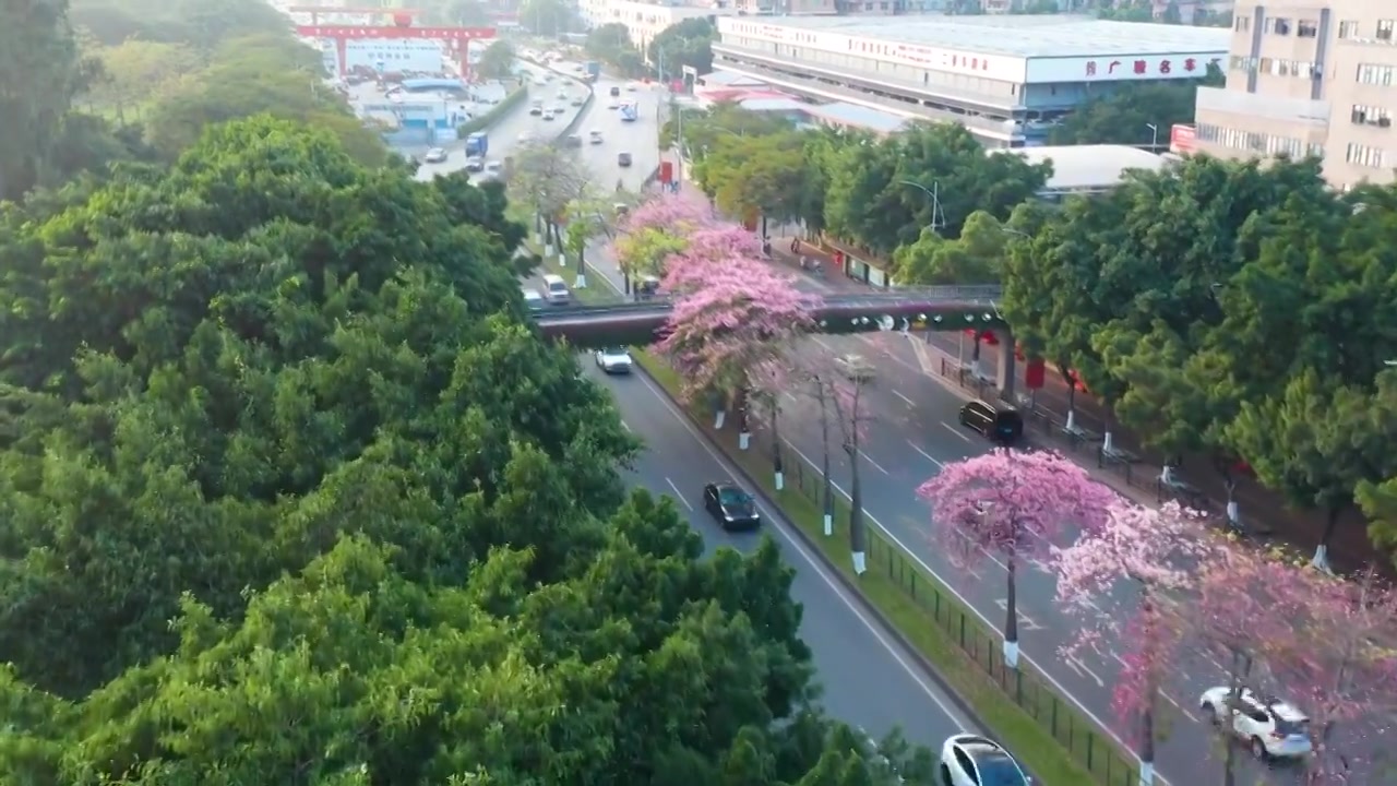 广州海珠大塘异木棉视频素材画面4