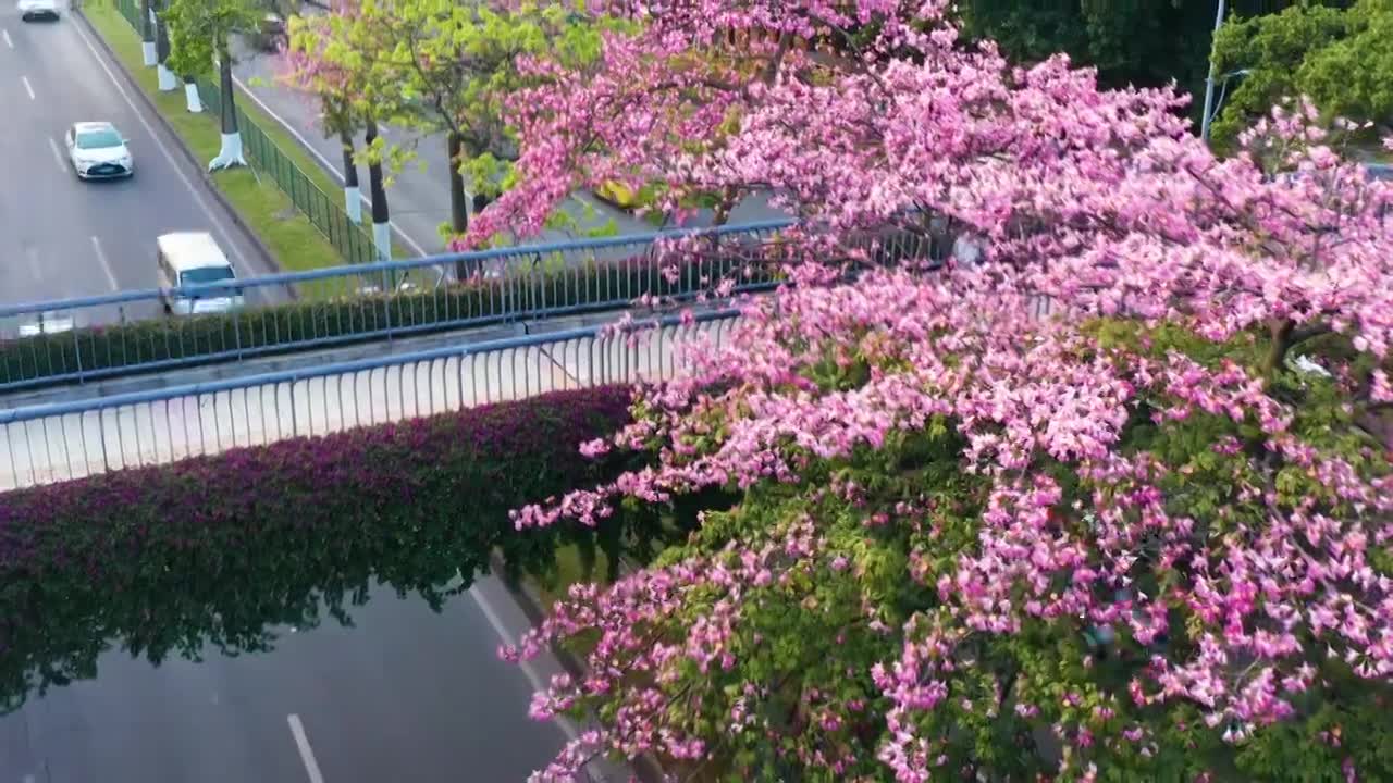 广州海珠大塘异木棉视频素材画面1