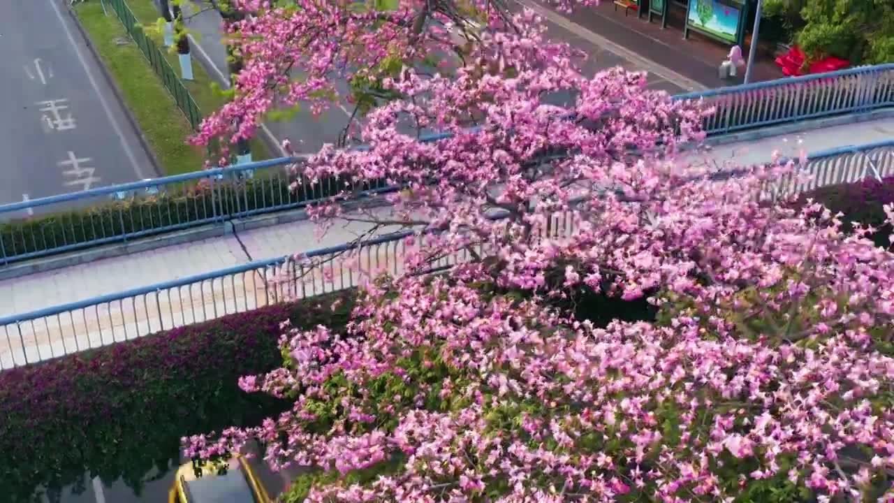 广州海珠大塘异木棉视频素材画面1