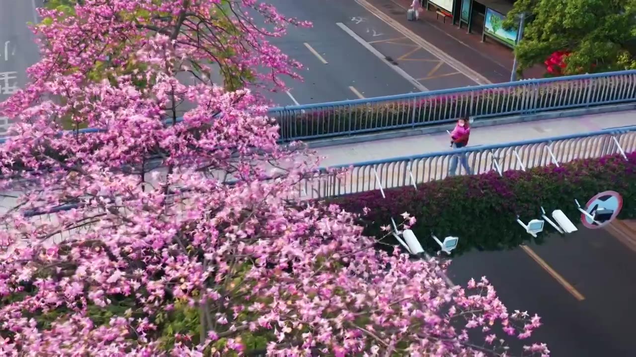 广州海珠大塘异木棉视频素材画面4