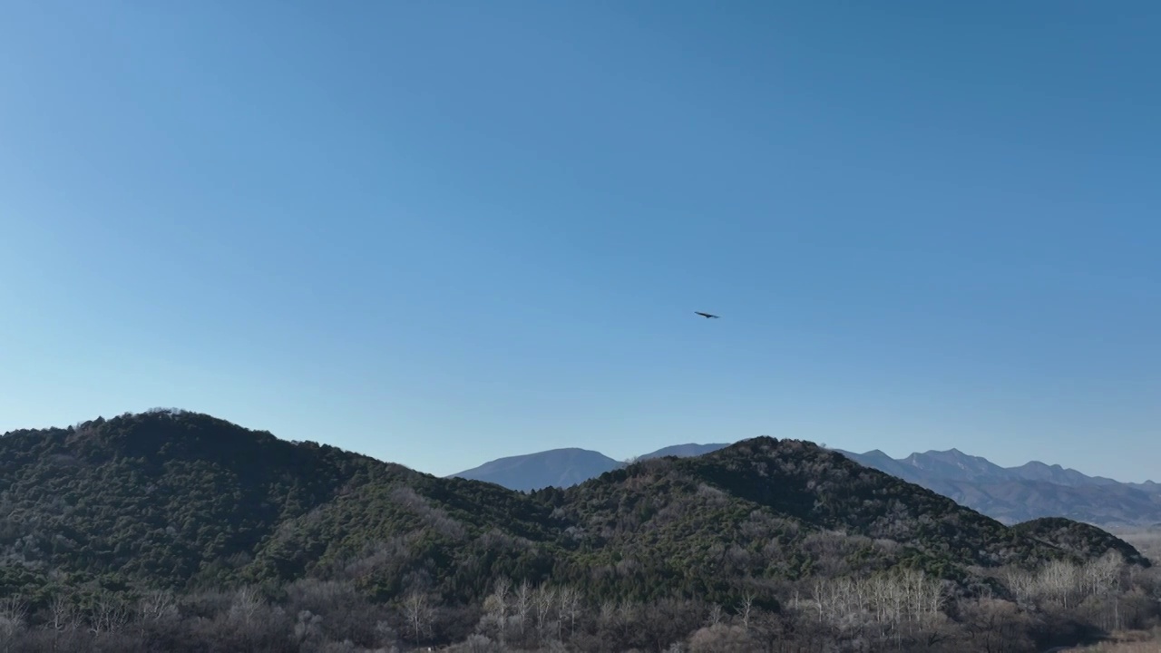 北京怀柔水库上空白尾海雕飞翔视频素材