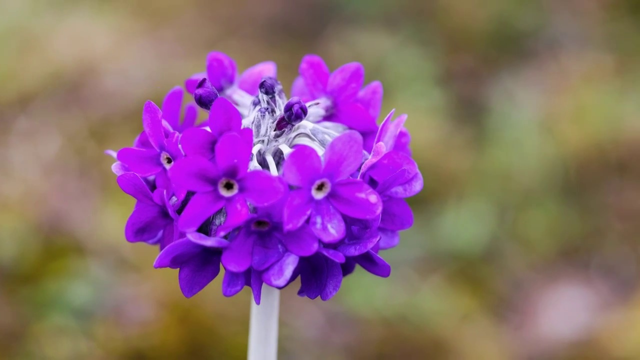 川西的野花：雪山紫花报春视频素材