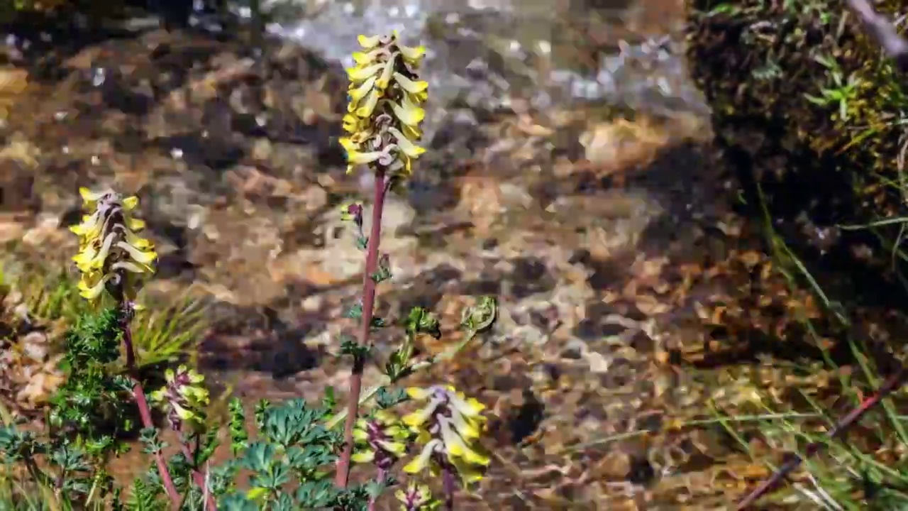 川西野花：黄堇视频素材