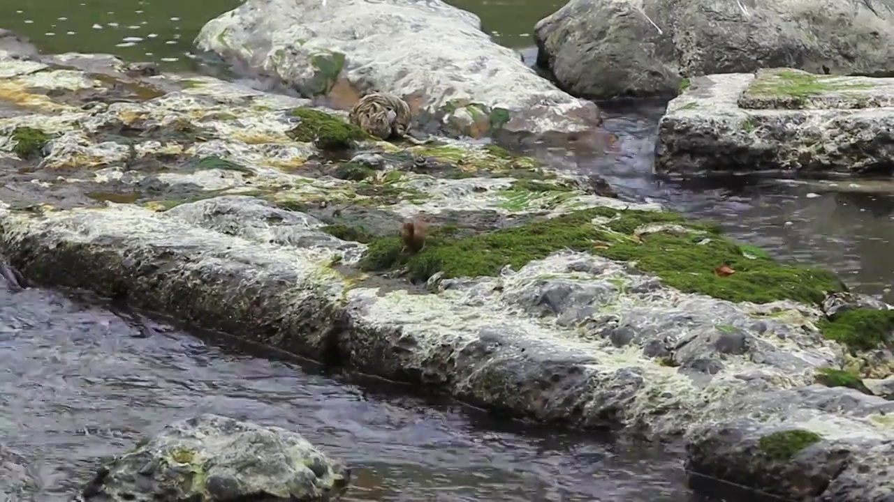 河水中岩石上觅食的白颊噪鹛视频素材