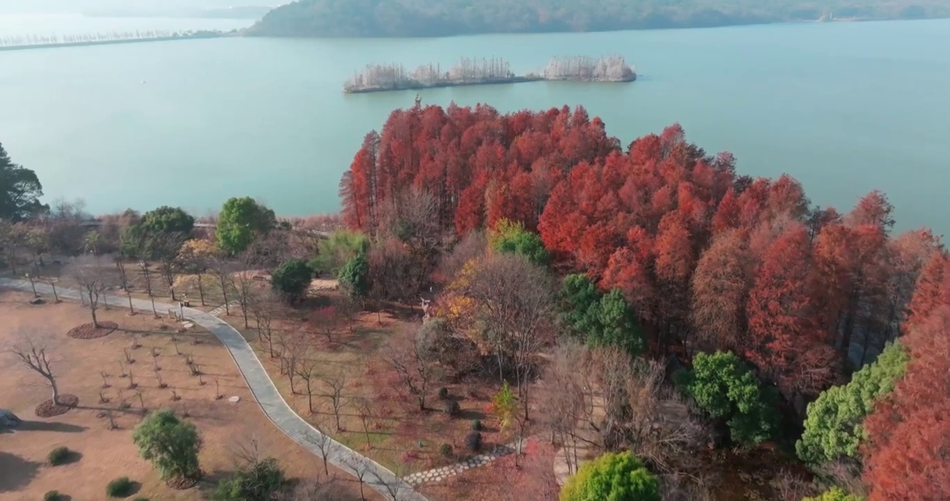 湖北武汉东湖落雁岛风景区秋季风光视频素材