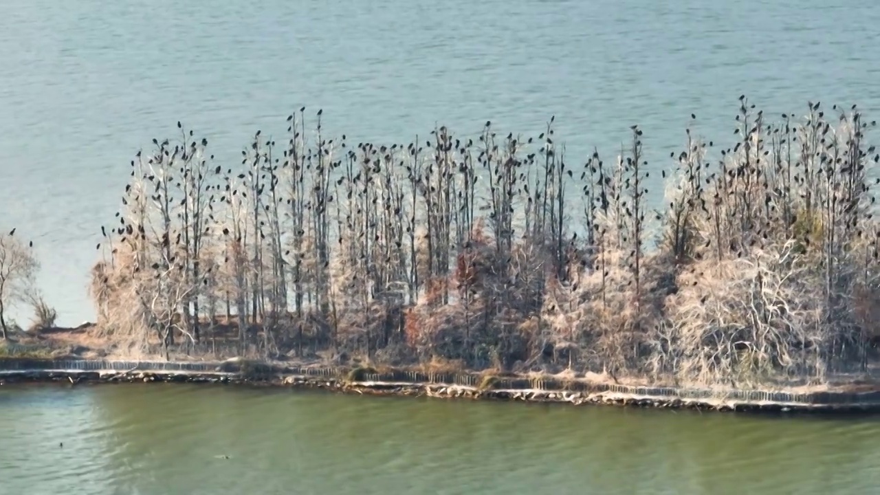 湖北武汉东湖落雁岛风景区秋季风光视频素材