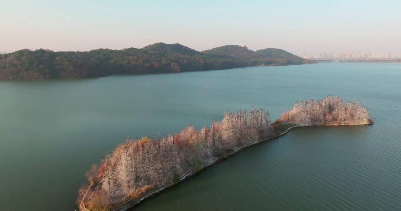 湖北武汉东湖落雁岛风景区秋季风光视频素材