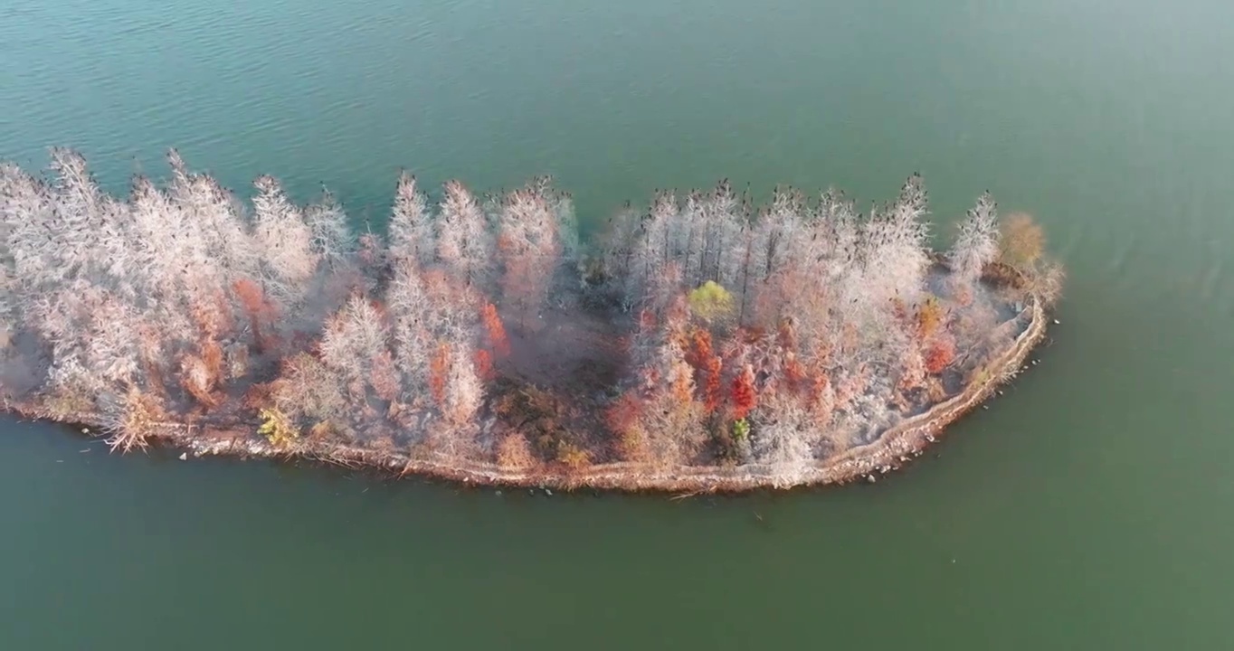 湖北武汉东湖落雁岛风景区秋季风光视频素材