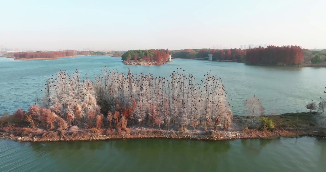 湖北武汉东湖落雁岛风景区秋季风光视频素材