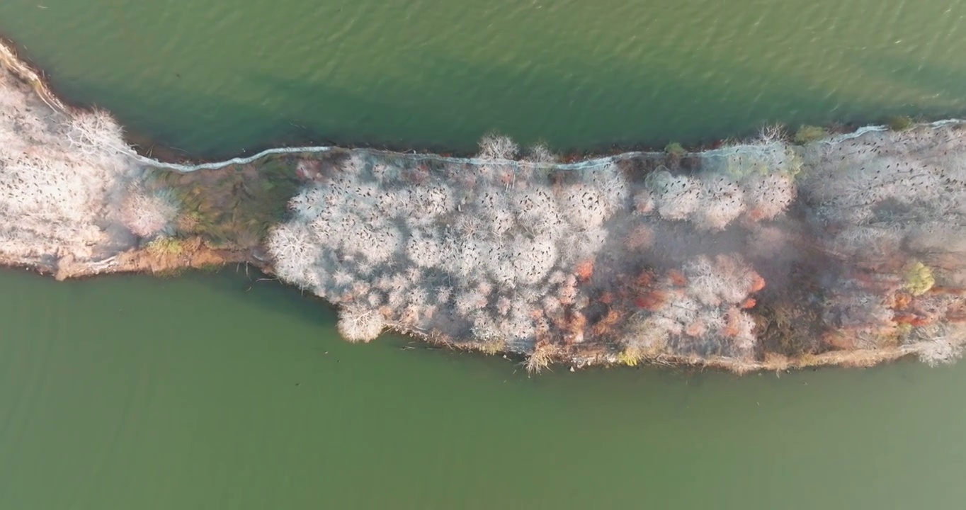 湖北武汉东湖落雁岛风景区秋季风光视频素材