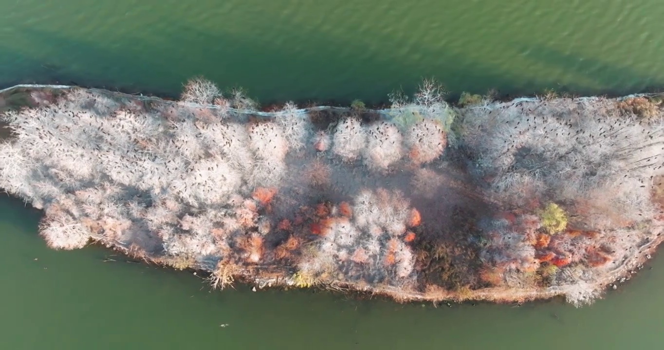 湖北武汉东湖落雁岛风景区秋季风光视频素材