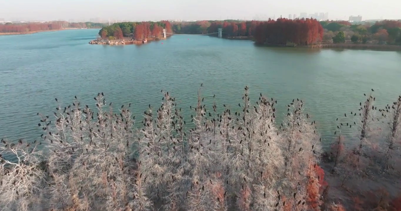 湖北武汉东湖落雁岛风景区秋季风光视频素材