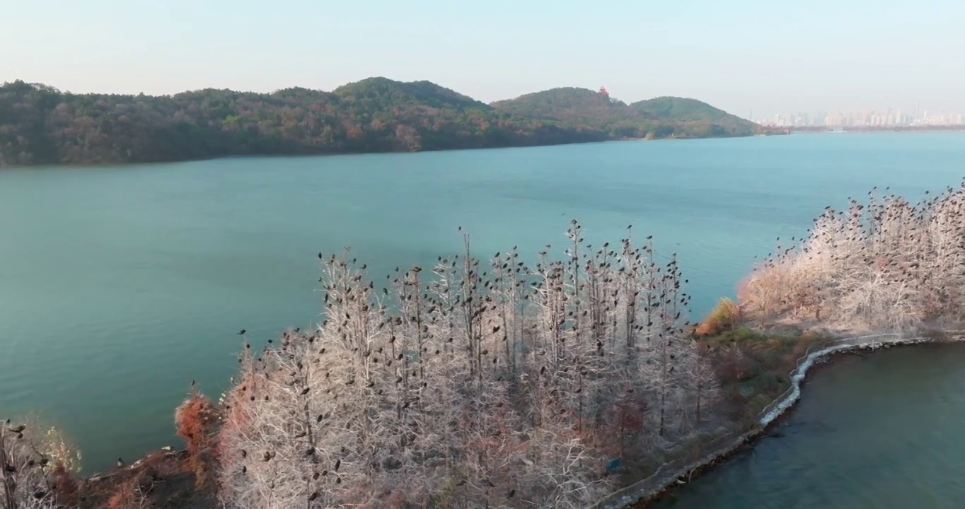 湖北武汉东湖落雁岛风景区秋季风光视频素材