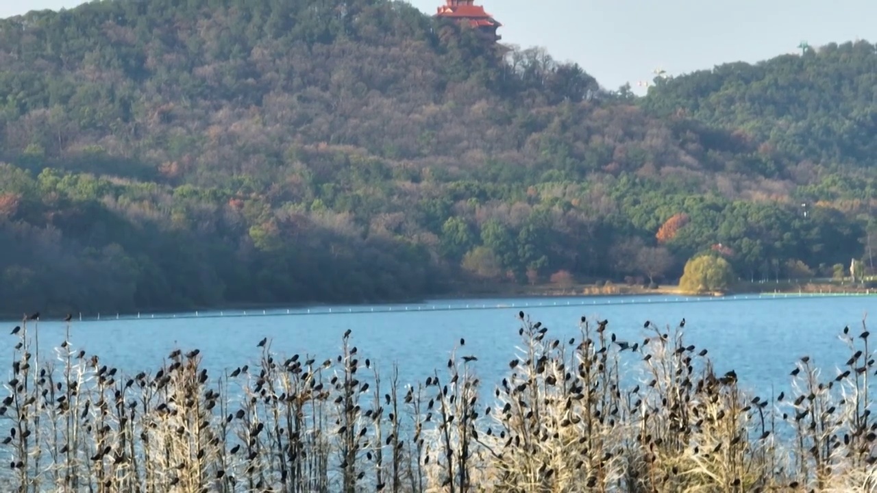 湖北武汉东湖落雁岛风景区秋季风光视频素材