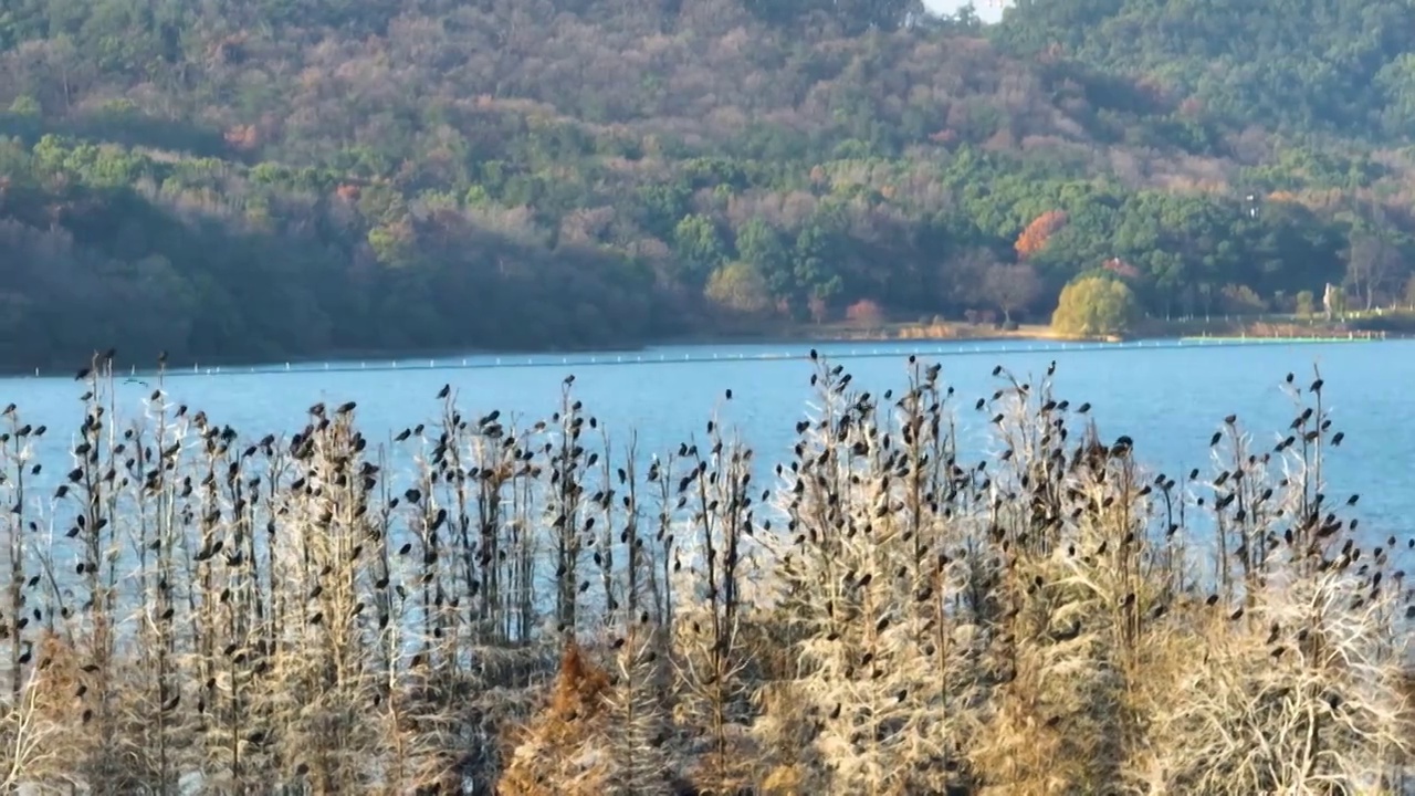 湖北武汉东湖落雁岛风景区秋季风光视频素材