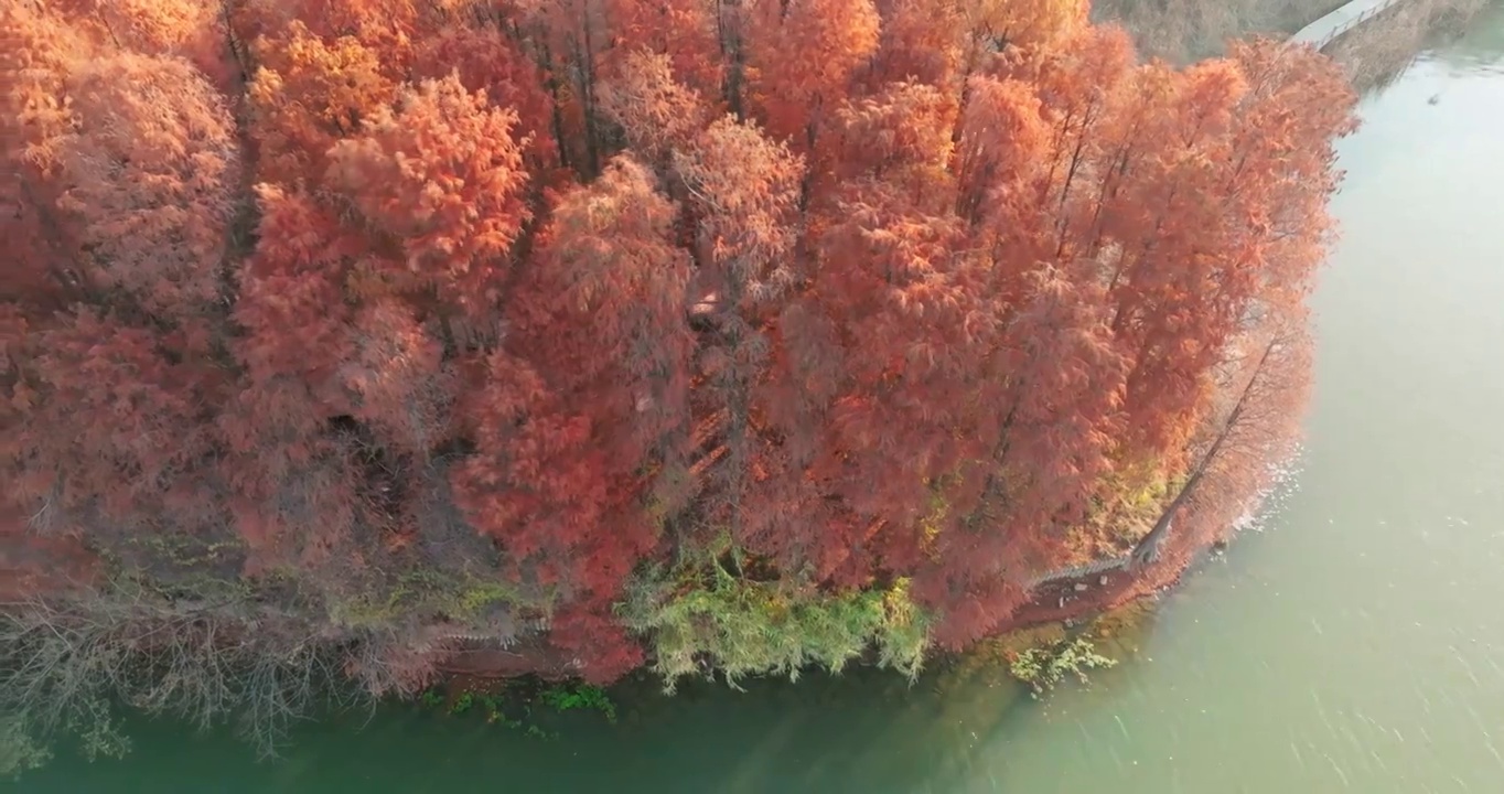 湖北武汉东湖落雁岛风景区秋季风光视频素材