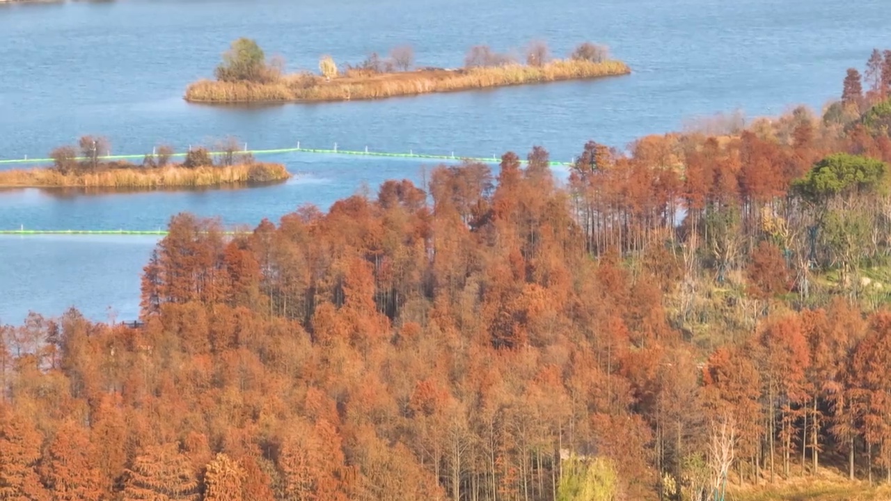 湖北武汉东湖落雁岛风景区秋季风光视频素材