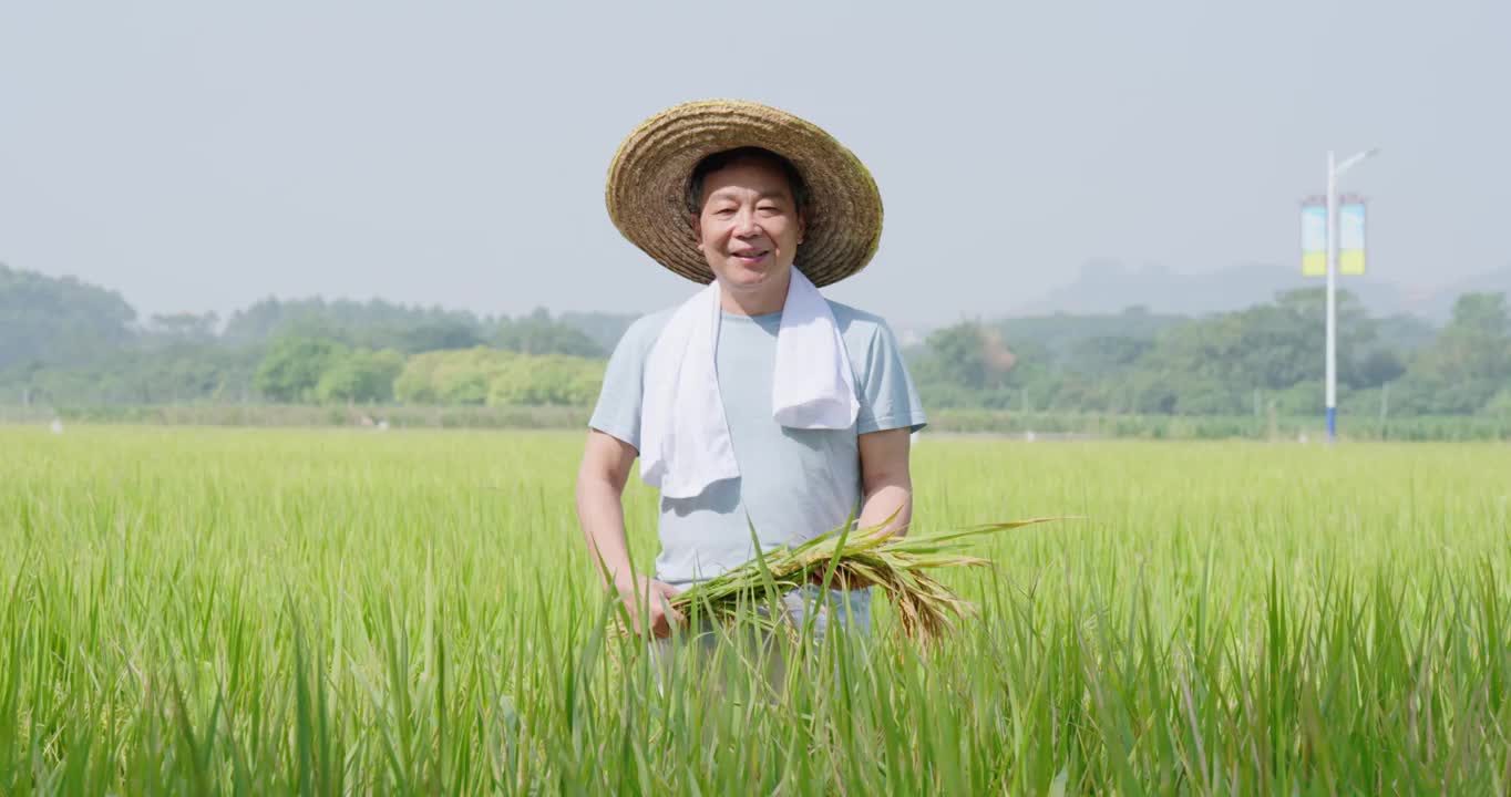 粮食大丰收视频素材