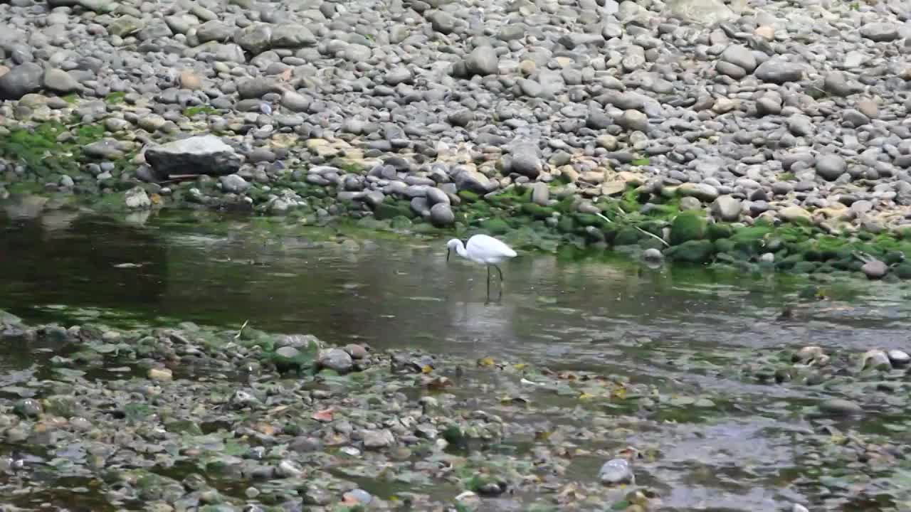 冬天在河水中寻找食物的白鹭视频素材