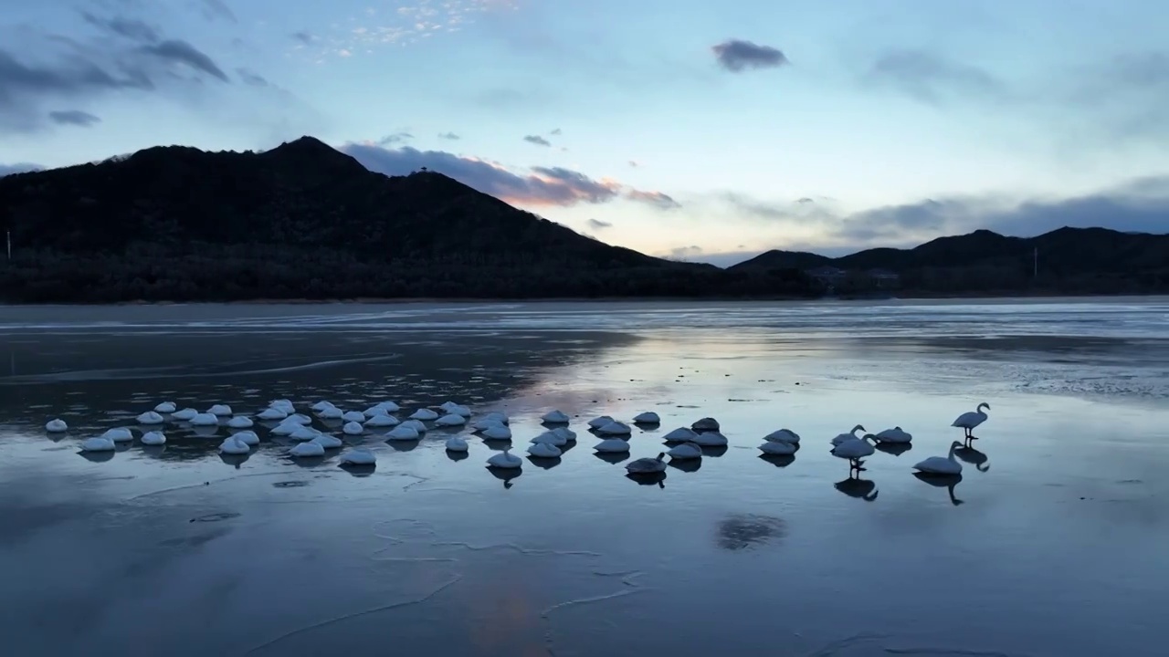 北京怀柔水库大天鹅暮色中栖息视频素材