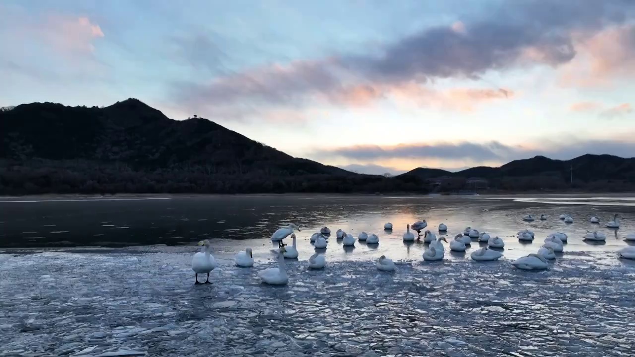 北京怀柔水库大天鹅夕阳下栖息视频素材