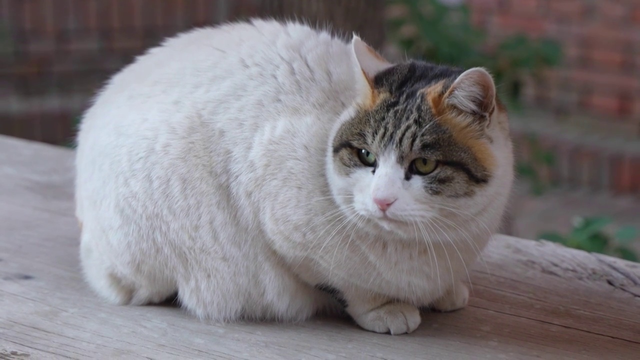 小猫端坐在地上张望休息流浪猫视频素材