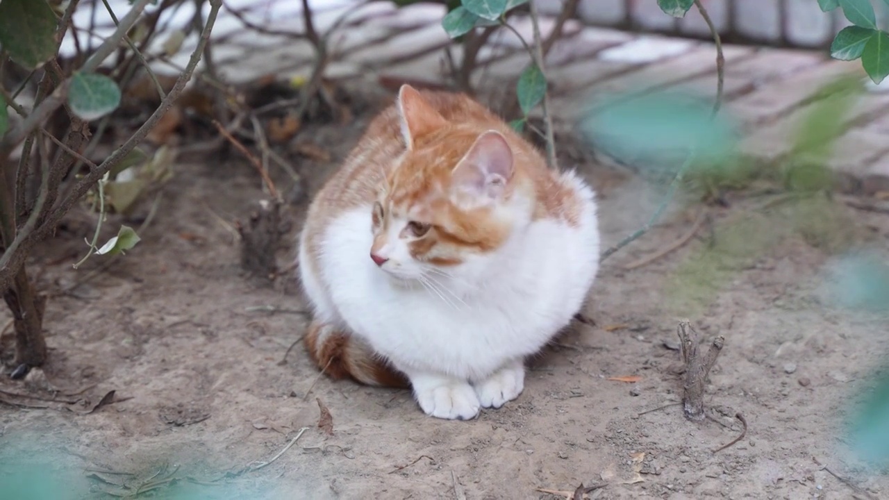 小猫端坐在地上张望休息流浪猫视频素材