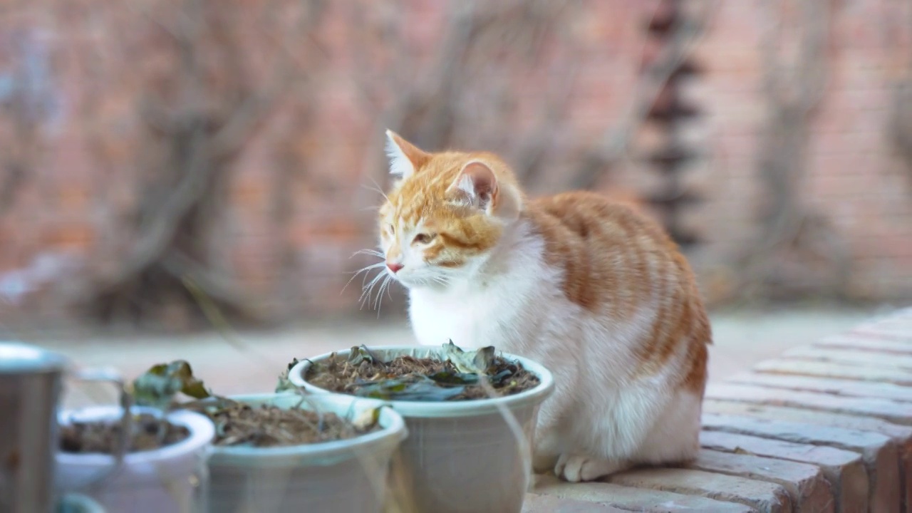 小猫端坐在地上张望休息流浪猫视频素材