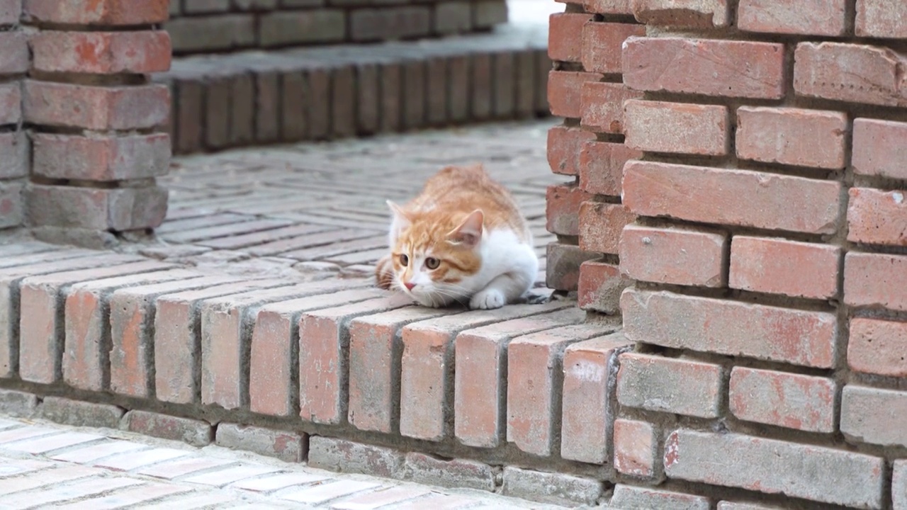 小猫警惕出击捕猎动作视频素材