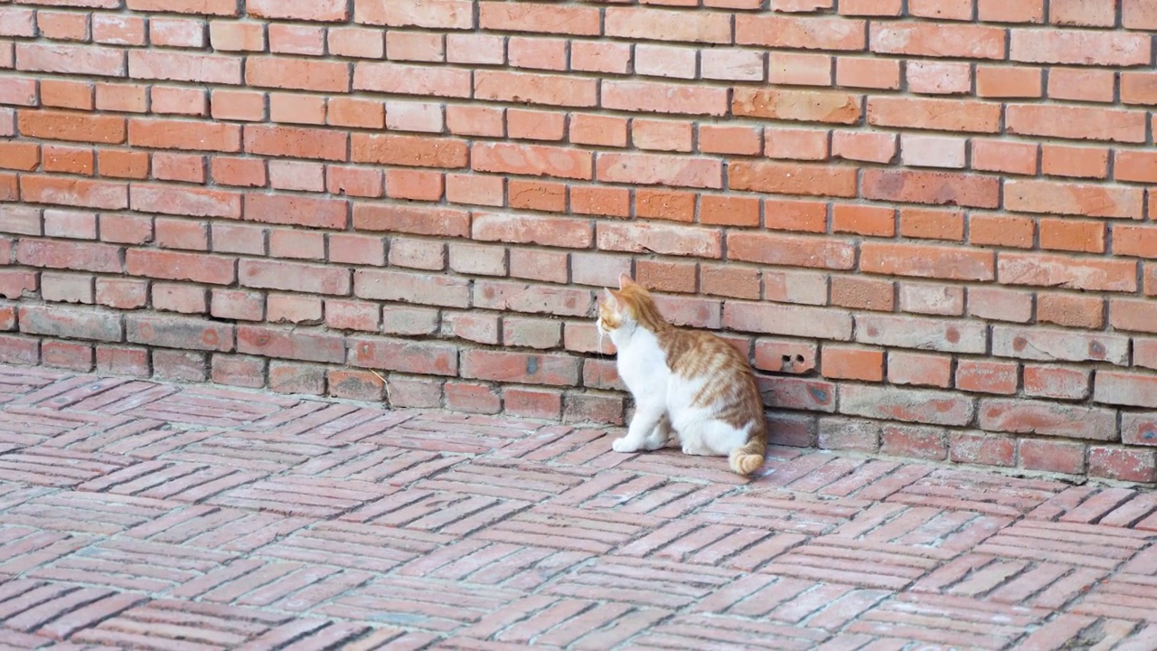 小猫靠在墙角休息停留视频素材