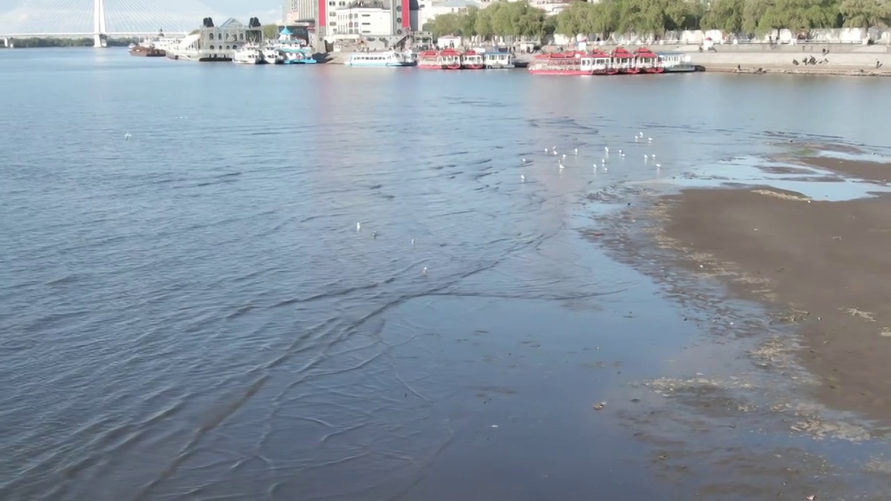 松花江 轮渡码头 浅滩 江鸥视频素材