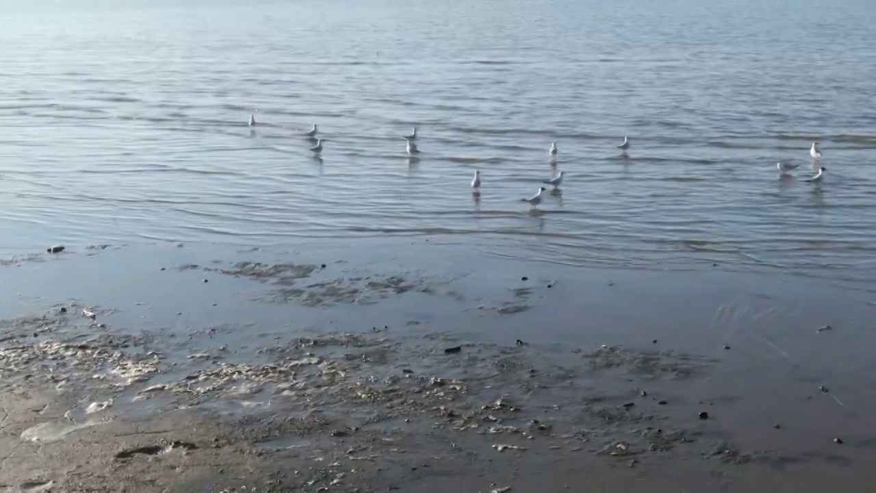 松花江 浅滩 江鸥视频素材