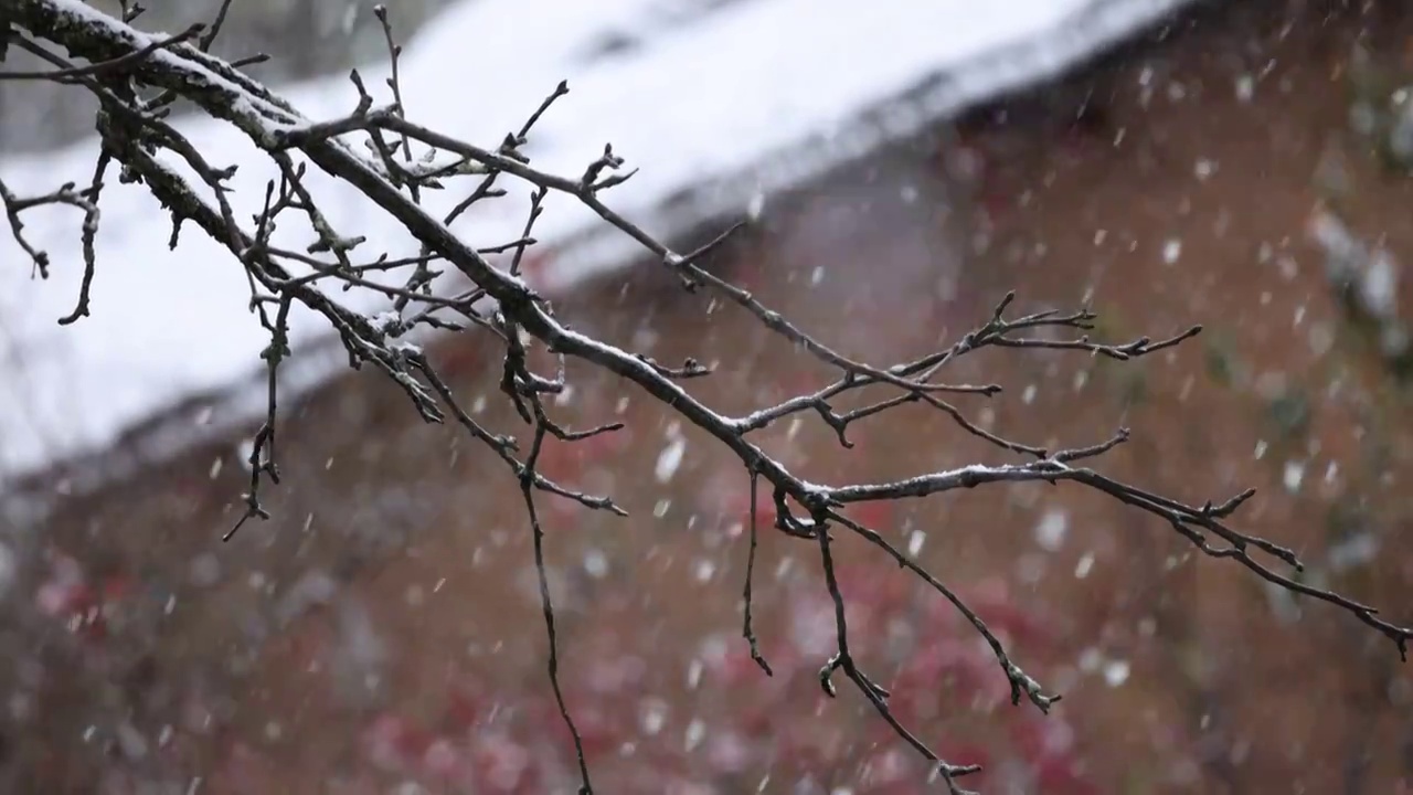 树枝在雪天视频素材