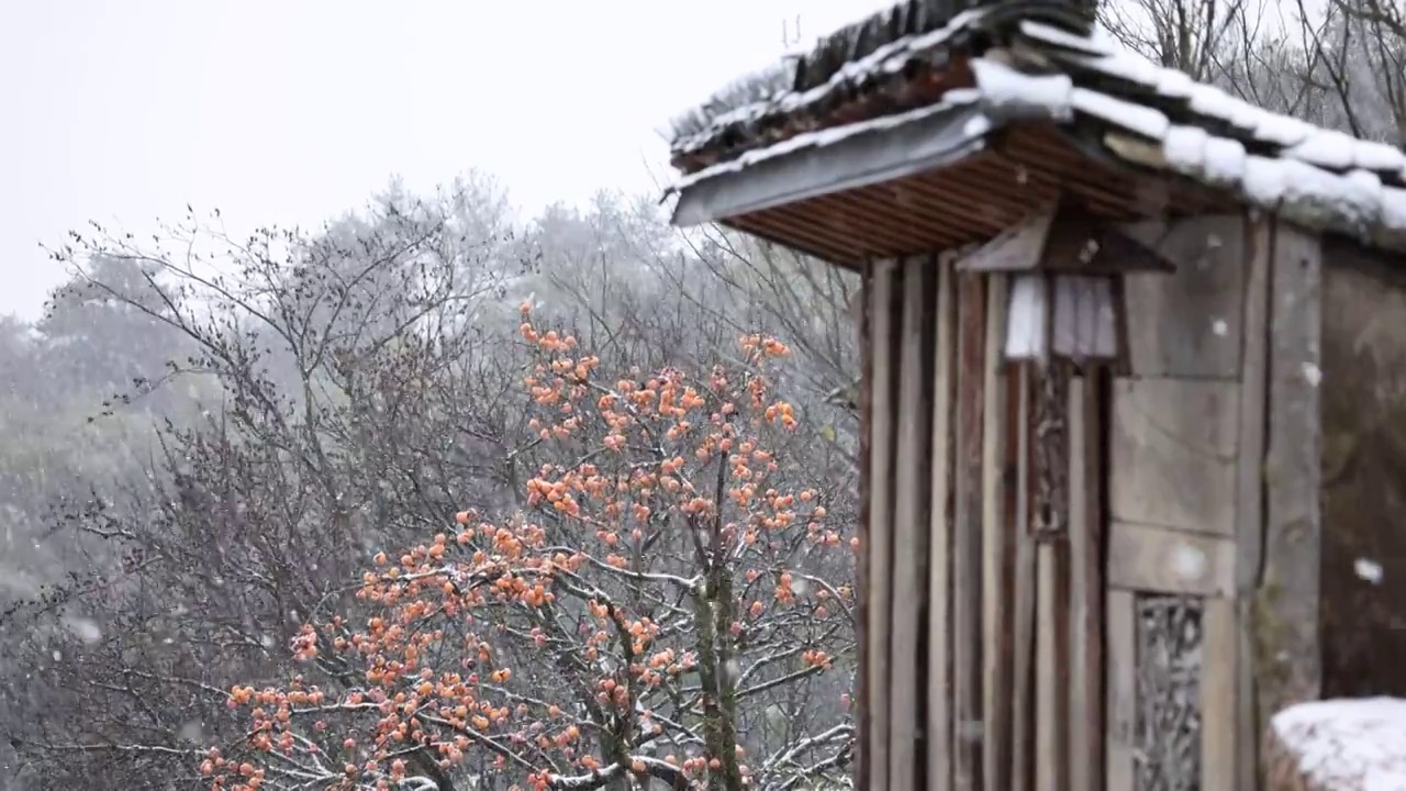 下雪天中的柿子树视频素材