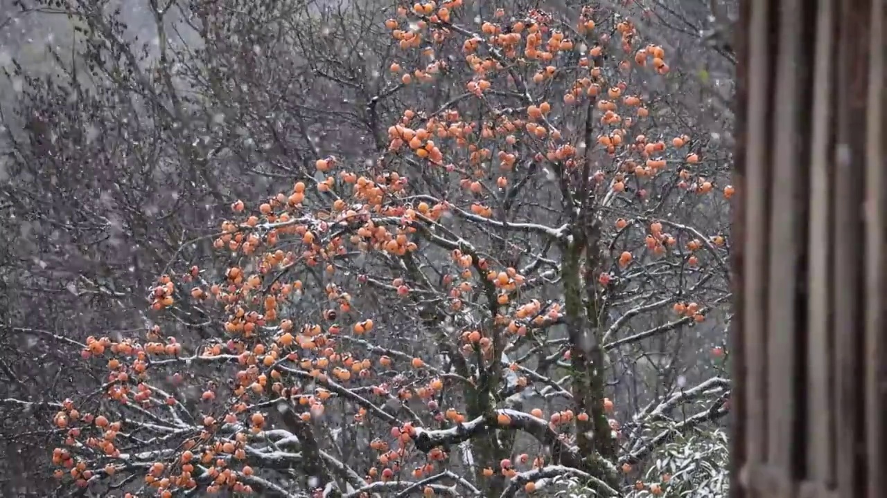 下雪天中的柿子树视频素材